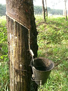 Rubber Tree How Fetisso Clothes are Made